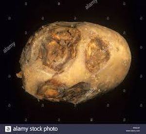 uploads/images/disease/Ring spot of potato_result.jpg